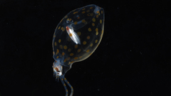 Animals squid underwater