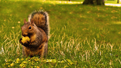Animals squirrels