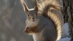 Animals squirrels