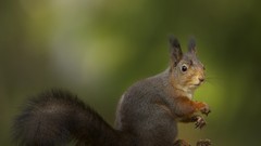 Animals squirrels depth of