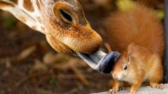 Animals squirrels licking tongue