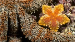 Animals starfish underwater Sea Life