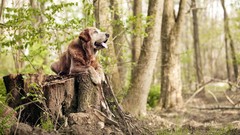 Animals stump Dogs forests