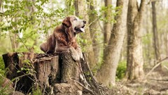 Animals stump Dogs forests