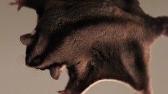 Animals sugar flying big eyes squirrels glider