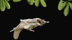 Animals Sugar Glider