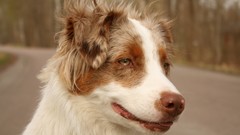 Animals summer Dogs warm coat foxes