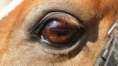 Animals summer eyes Horses eye Africa warm lashes