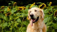 Animals Sunflowers Dogs pets golden retriever