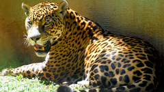 Animals sunlight jaguars