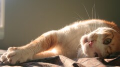 Animals sunlight stretching