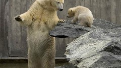 Animals swimming rocks swim Polar Bears lesson mother baby 