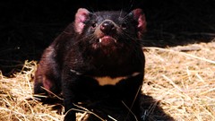 Animals tasmanian devil