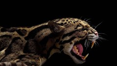 Animals teeth black background Mammals feline clouded leopards