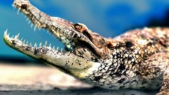 Animals teeth Crocodiles mouth sharp wild animals