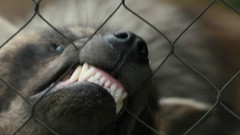 Animals teeth fences hyenas
