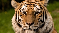 Animals Tigers