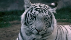 Animals Tigers