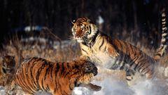 Animals Tigers