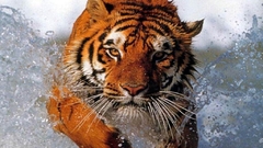 Animals Tigers
