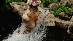 Animals Tigers bengal tigers