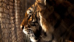 Animals Tigers cages Evan Spiler