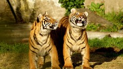 Animals Tigers cubs