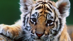 Animals Tigers cubs feline