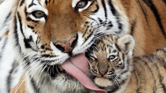 Animals Tigers licking amur
