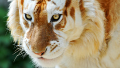 Animals Tigers liger albino