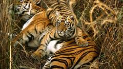 Animals Tigers national geographic