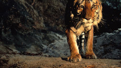 Animals Tigers national geographic