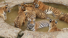 Animals Tigers ponds