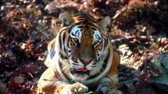 Animals Tigers Tiger Woods