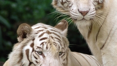 Animals Tigers white tiger