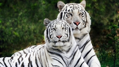 Animals Tigers white tiger