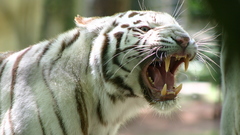 Animals Tigers white tiger