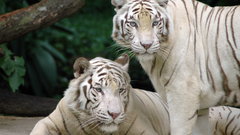 Animals Tigers white tiger