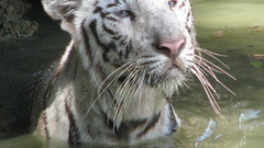 Animals Tigers white tiger