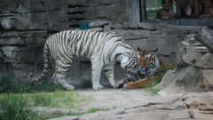 Animals Tigers white tiger