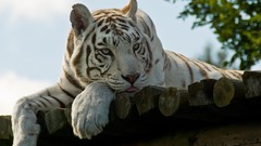 Animals Tigers white tiger