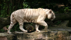 Animals Tigers white tiger
