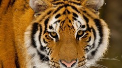 Animals Tigers wild animals