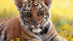 Animals Tigers wild animals