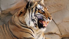 Animals Tigers wild cat