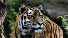 Animals Tigers wild cats