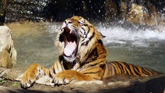 Animals Tigers yawns
