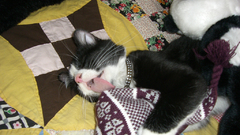 Animals tongue collar blanket