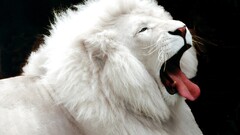 Animals tongues white black background tongue out lion big cats