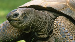Animals tortoises